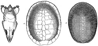 <i>Glyptops</i> genus of reptiles