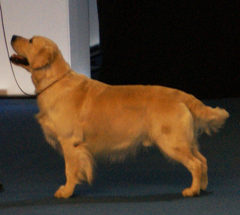 800px-Golden_Retriever_2.JPG