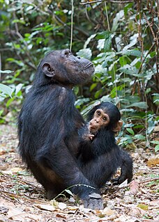 Eastern chimpanzee subspecies of mammal