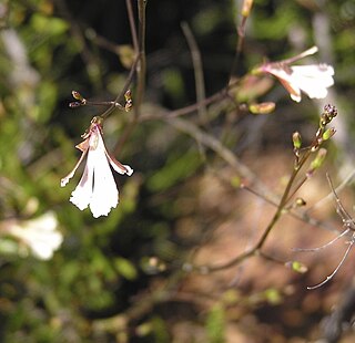 <i>Goodenia pinifolia</i> Species of plant