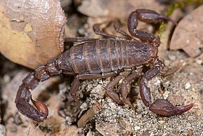 Beskrivelse av bilde Graemeloweus (Pseudouroctonus) iviei (Scorpiones) (25607598484) .jpg.