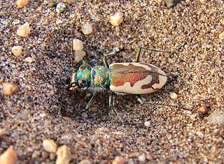 <i>Cicindela theatina</i> Species of beetle