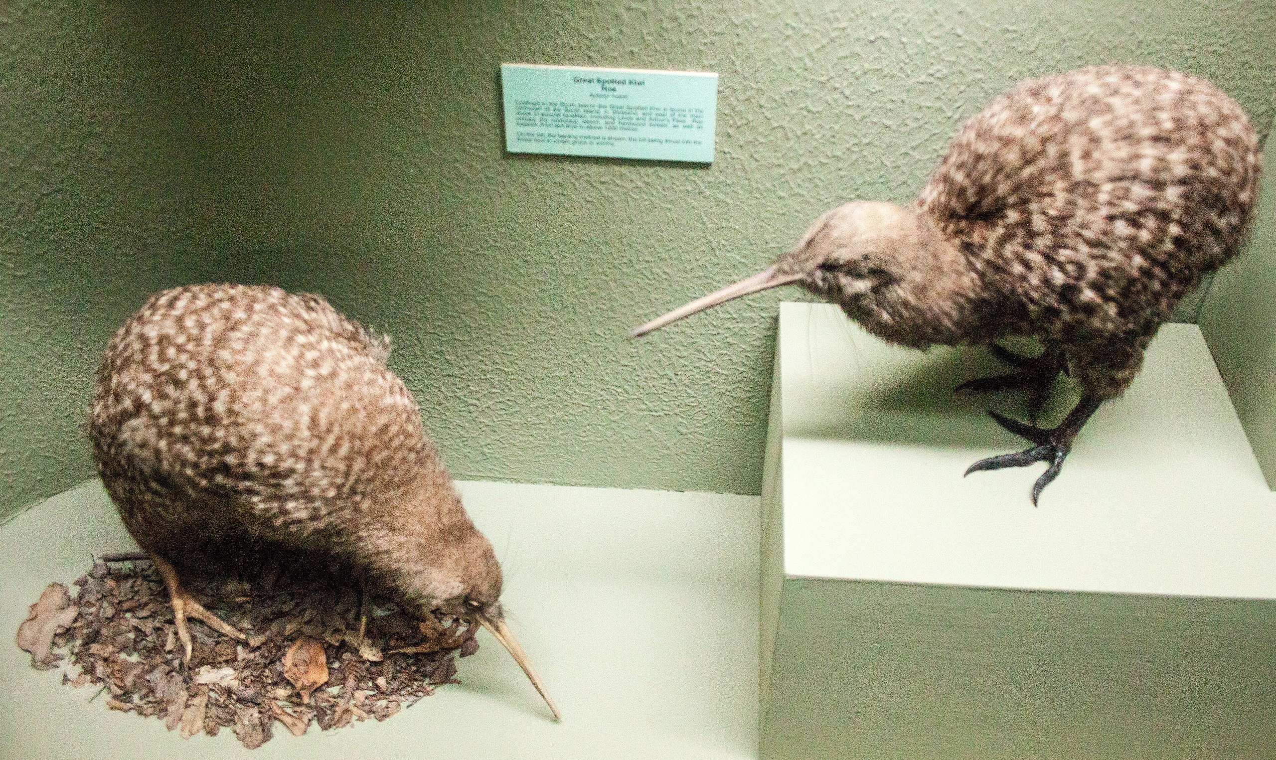 File:Great Spotted Kiwi, Canterbury Museum,  - Wikimedia  Commons