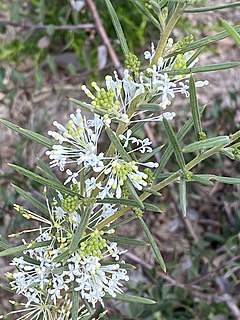 <i>Grevillea biternata</i> Species of shrub in the family Proteaceae endemic to Western Australia