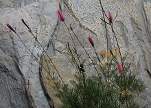 Habit in the Royal Botanic Gardens, Cranbourne Grevillea petrophiloides Cranbourne.jpg