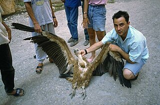 <span class="mw-page-title-main">African vulture crisis</span> Ecological disaster in Africa