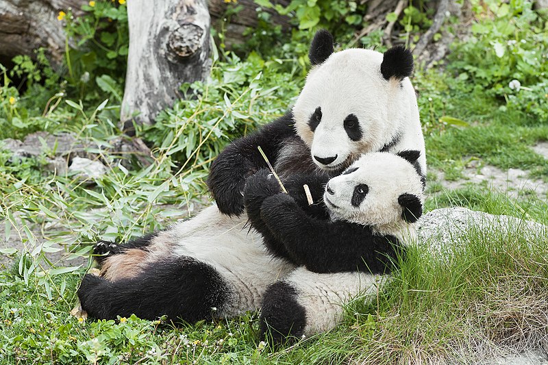 File:Große Pandas Yang Yang und Fu Long.jpg