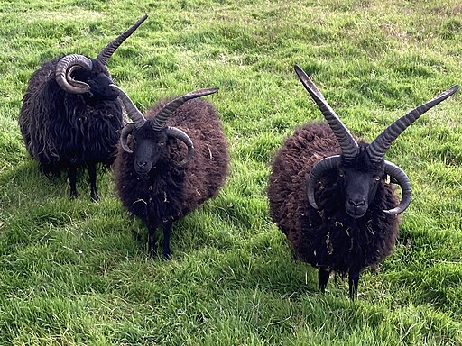 Group hebridean rams