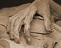 Hand of Guanajuato mummy