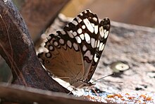 Guatemaltekischer Cracker (Hamadryas guatemalena), ventral.jpg