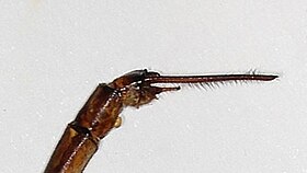 Gynacantha dobsoni straight anal tip lateral K305430.jpg