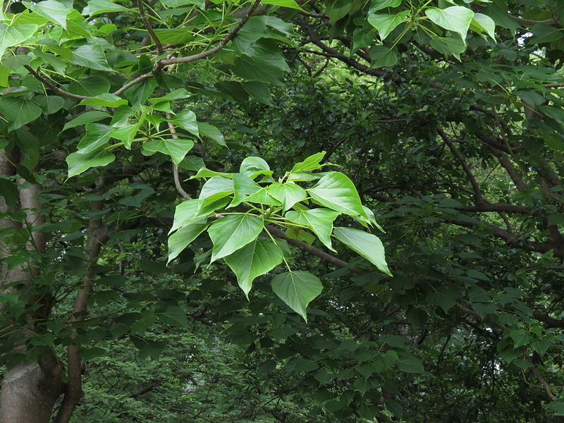 File:Gyrocarpus americanus leaf.JPG