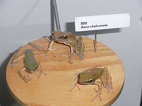 Beschrijving van HK TST East night 香港 Science Museum Rana Chalconota 蛙 Frogs.JPG afbeelding.