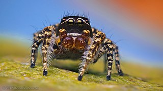 <i>Habronattus pugillis</i> species of arachnid