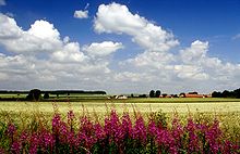 Hallerburg (rechts) und das „Hallerburger Holz“ (links)