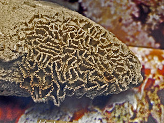Halysitidae Extinct family of corals