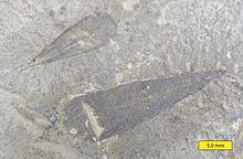 Haplophrentis carinatus from the Stephen Formation, Burgess Shale (Middle Cambrian), Burgess Pass, British Columbia, Canada. Haplophrentis Burgess Shale.jpg