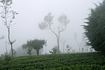 Чайные плантации рядом с Хапутале