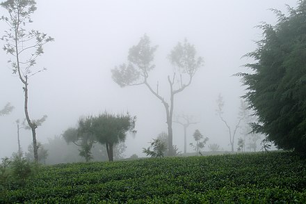 Tea plantations in clouds