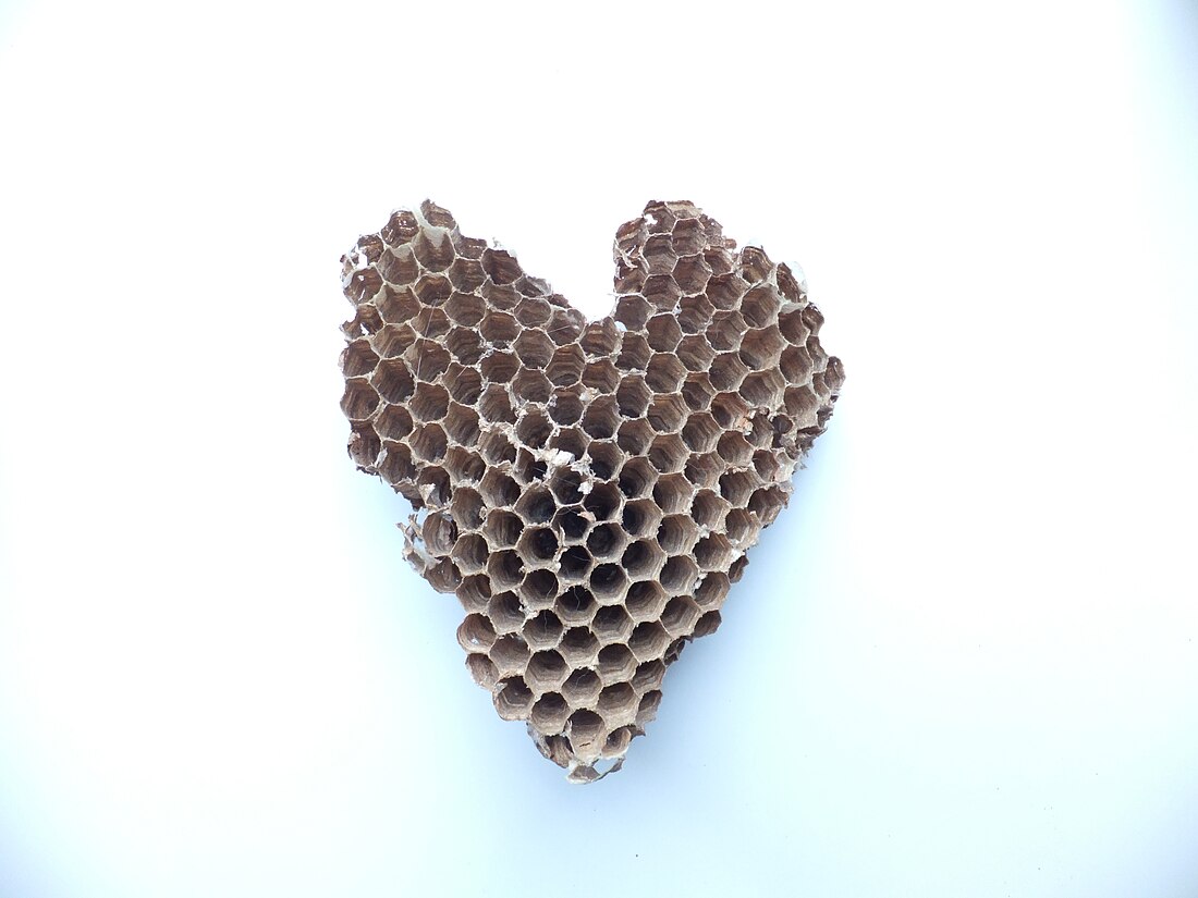 File:Heart-shaped hornet hive.jpg