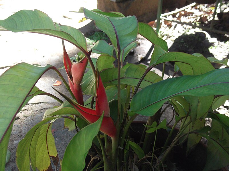 File:Heliconia stricta-yercaud-salem-India.JPG