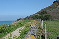 Herm Coast Path.JPG