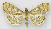 Herpetogramma aeglealis زن 1. JPG