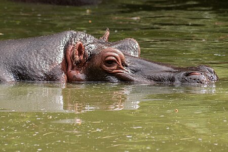 Tập_tin:Hippopotamus_amphibius_from_Venezuela.jpg
