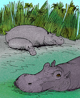 <i>Hippopotamus gorgops</i> Extinct species of mammal
