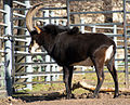 Черная антилопа в Московском зоопарке