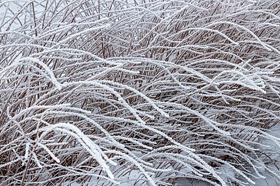 Hoar frost on a hedge in winter in Tuntorp