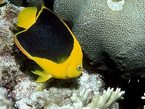 Poisson-ange tricolore (H.tricolor), l'espèce type du genre