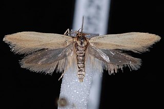 <i>Holcocera immaculella</i> Species of moth