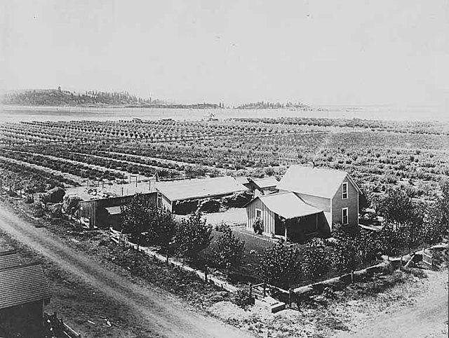 Orchard in Greenacres, c. 1903