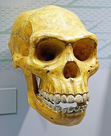 Imatge crani Homo erectus