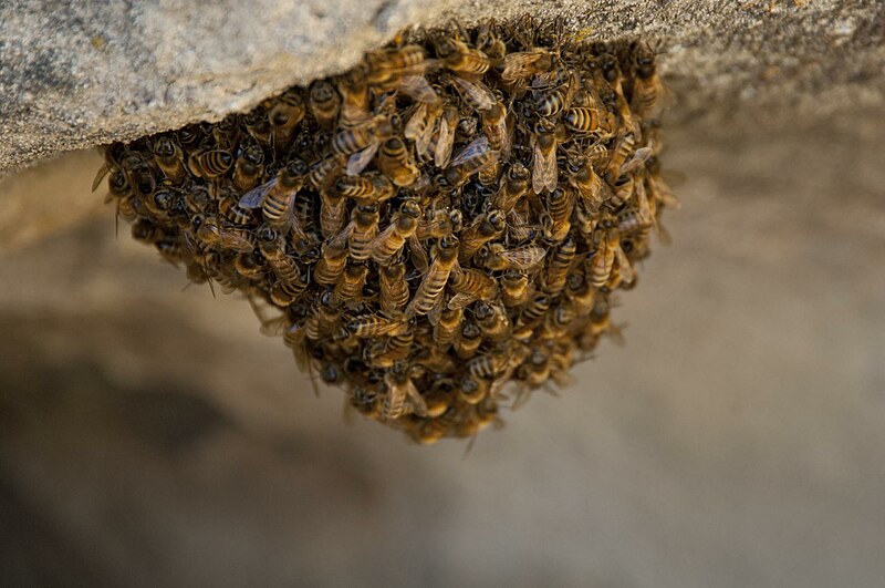 File:Honey Bees Swarm (8159050858).jpg