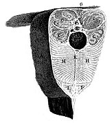 Engraving of cross-section of electric eel