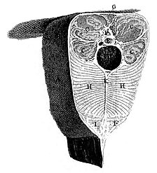 Engraving of cross-section of electric eel