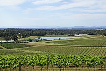 Vineyards in the Hunter Region Hunter Valley Vineyards (23754488685).jpg