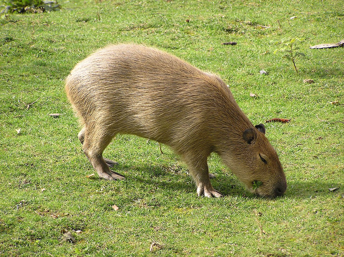 Cane rat - Wikipedia