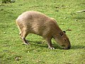 Capybara (The Prague Zoological Garden, 2006)