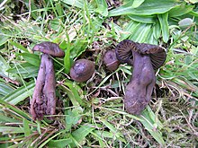 Hygrocybe ovina.jpg