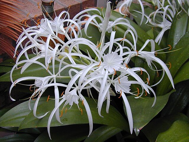 Hymenocallis caribaea - Wikipedia, la enciclopedia libre