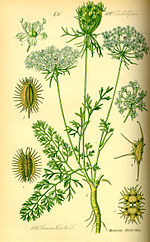 Vignette pour Apiaceae