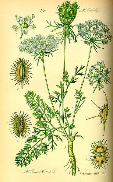 File:Illustration Daucus carota0.jpg