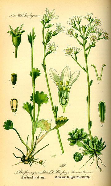 Saxifraga