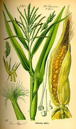 Paprastasis kukurūzas (Zea mays)