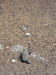 Hawksbill sea turtle hatchling