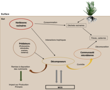 Impact des facteurs biotiques sur les réseaux trophiques verts et bruns par le biais de la voie de l’herbivorie racinaire.png