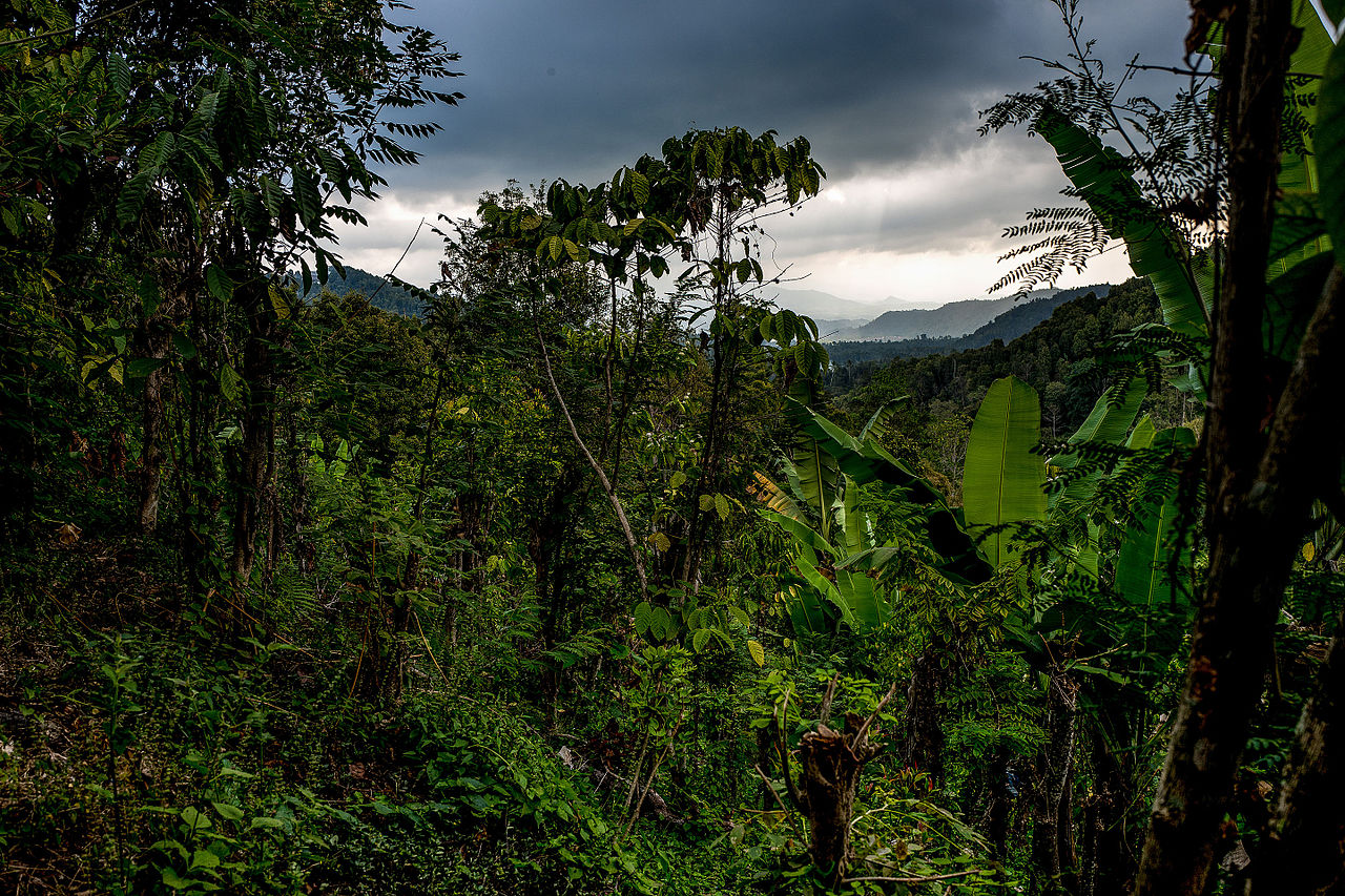 File:In the jungle, the mighty jungle (21740460784).jpg - Wikimedia Commons